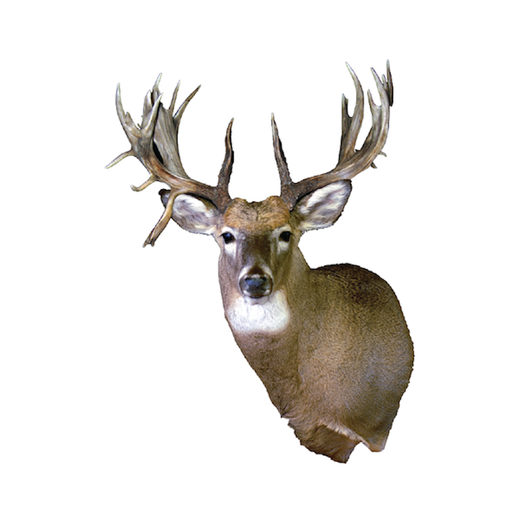 Deer Head Wall Decal Wild Animal Wildlife Wall Decor Hunting Sticker Bedroom Apartment Wall Art, c00