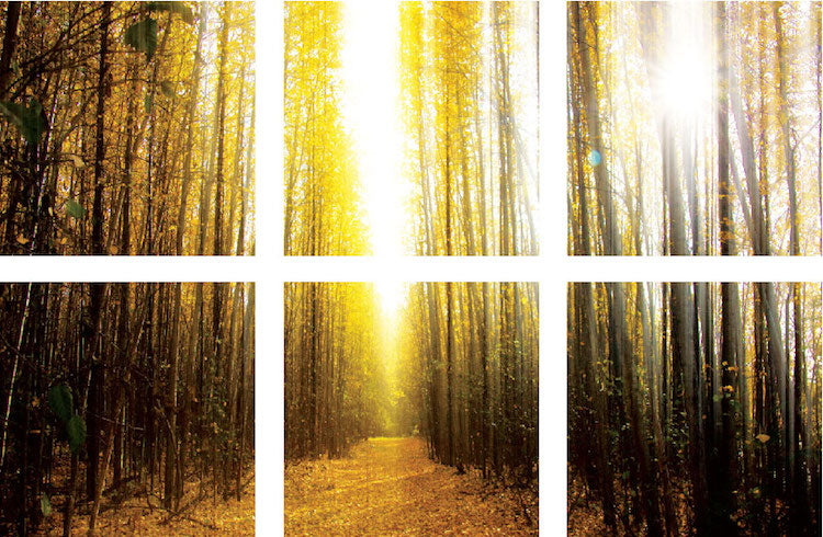 Autumn Trees Wall Decal Panel Leaves Decor Fall Wall Decorations View Wall Decal, c62