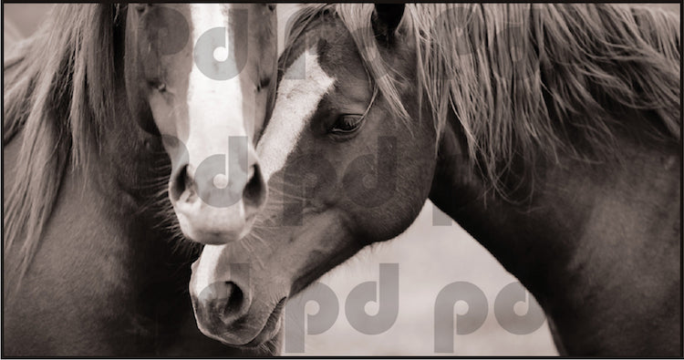 Horses Wall Decal Farm Animal Two Horse Wall Decal Mural Sticker Bedroom Apartment, c06