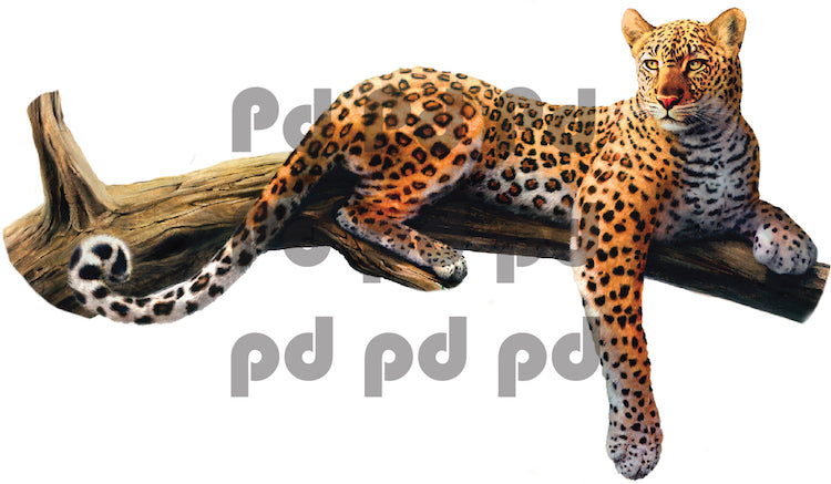 Leopard Wall Sticker Animal Wall Decor Removable Safari Wall Decal Kids Bedroom Art, a70