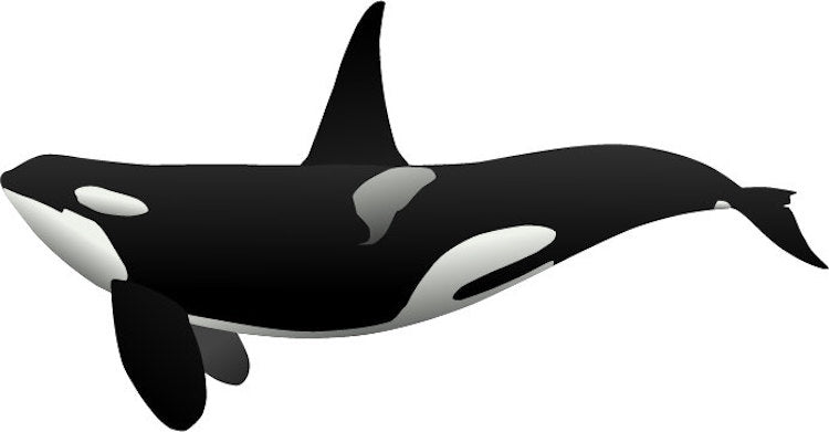 Orca Whale Wall Decal Animal Decor Ocean Sea Life Stickers Removable Wall Killer Whales, n21