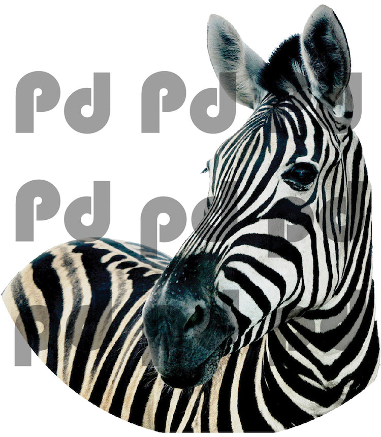 Zebra Wall Sticker Animal Wall Decor Removable Safari Wall Decal Kids Bedroom Art, c04