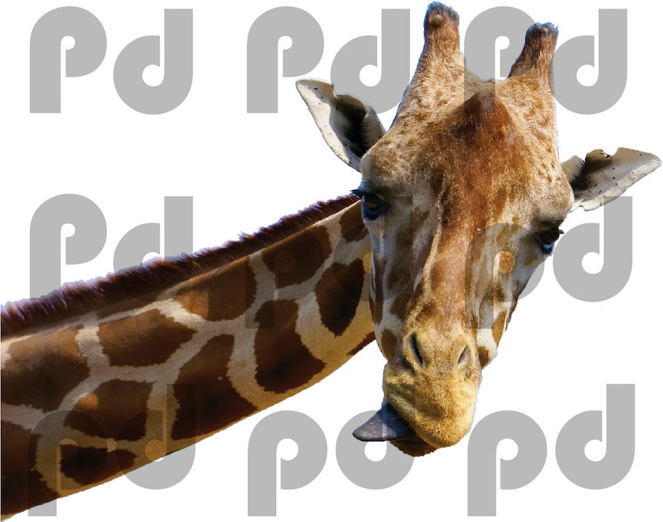 Leaning Giraffe Wall Sticker Animal Wall Decor Removable Safari Wall Decal Kids Bedroom Art, c07