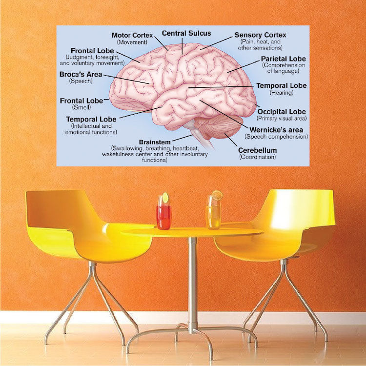 Brain Wall Decal