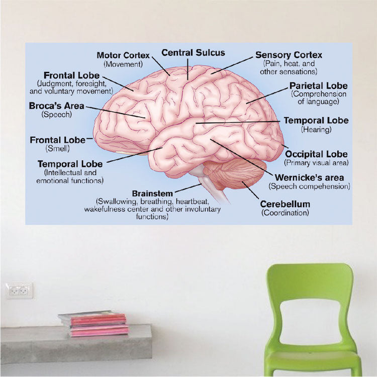 Brain Wall Decal