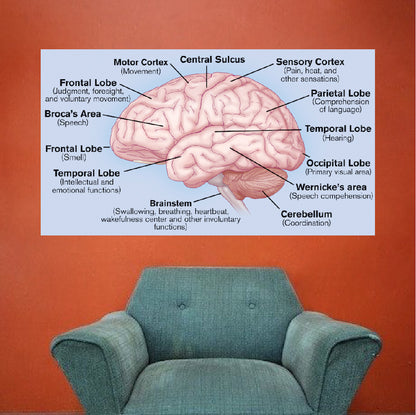Brain Wall Decal
