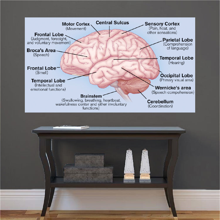 Brain Wall Decal