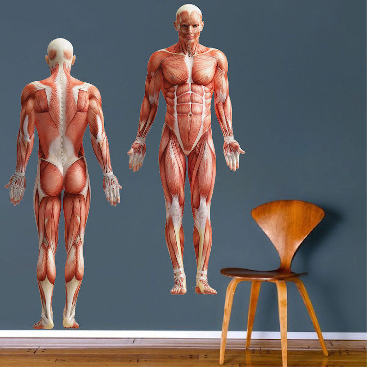 Human Body Wall Decal