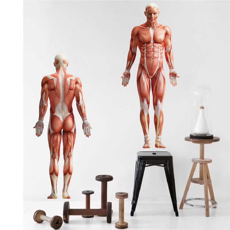 Human Body Wall Decal
