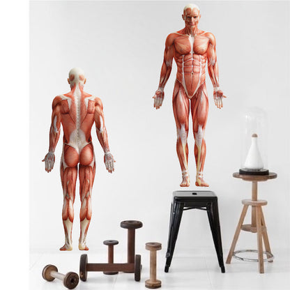 Human Body Wall Decal