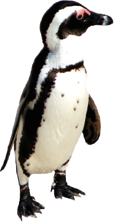 Penguin Wall Decal