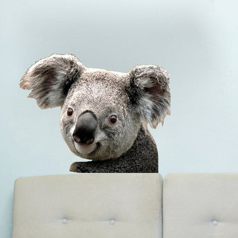 Koala Wall Decal Removable Koala Decal Self Adhesive 3d Koala Bear Wall Art, a19