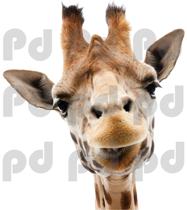 Giraffe Wall Sticker Animal Wall Decor Removable Safari Wall Decal Kids Bedroom Art, c01