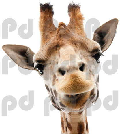 Giraffe Wall Sticker Animal Wall Decor Removable Safari Wall Decal Kids Bedroom Art, c01