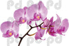 Orchid Flower Wall Decal Mural Removable Flowers Wall Decor Bedroom Art Mural, c10