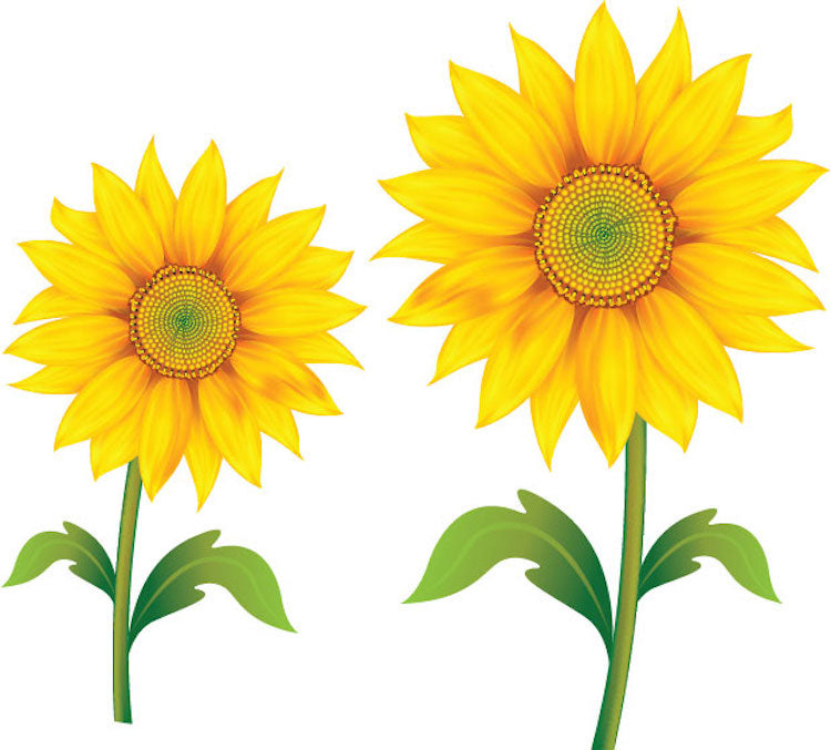 Sunflower Wall Decal Mural Removable Flowers Wall Decor Sun Flower Bedroom Art Mural, c56