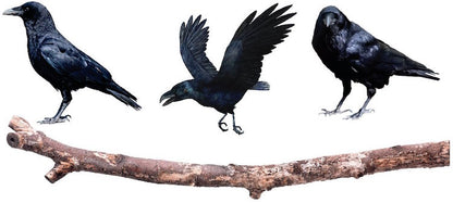 Crows on a Branch Wall Sticker Decal Raven Art Black Birds Decor Tree Branch Wall Stickers, a42