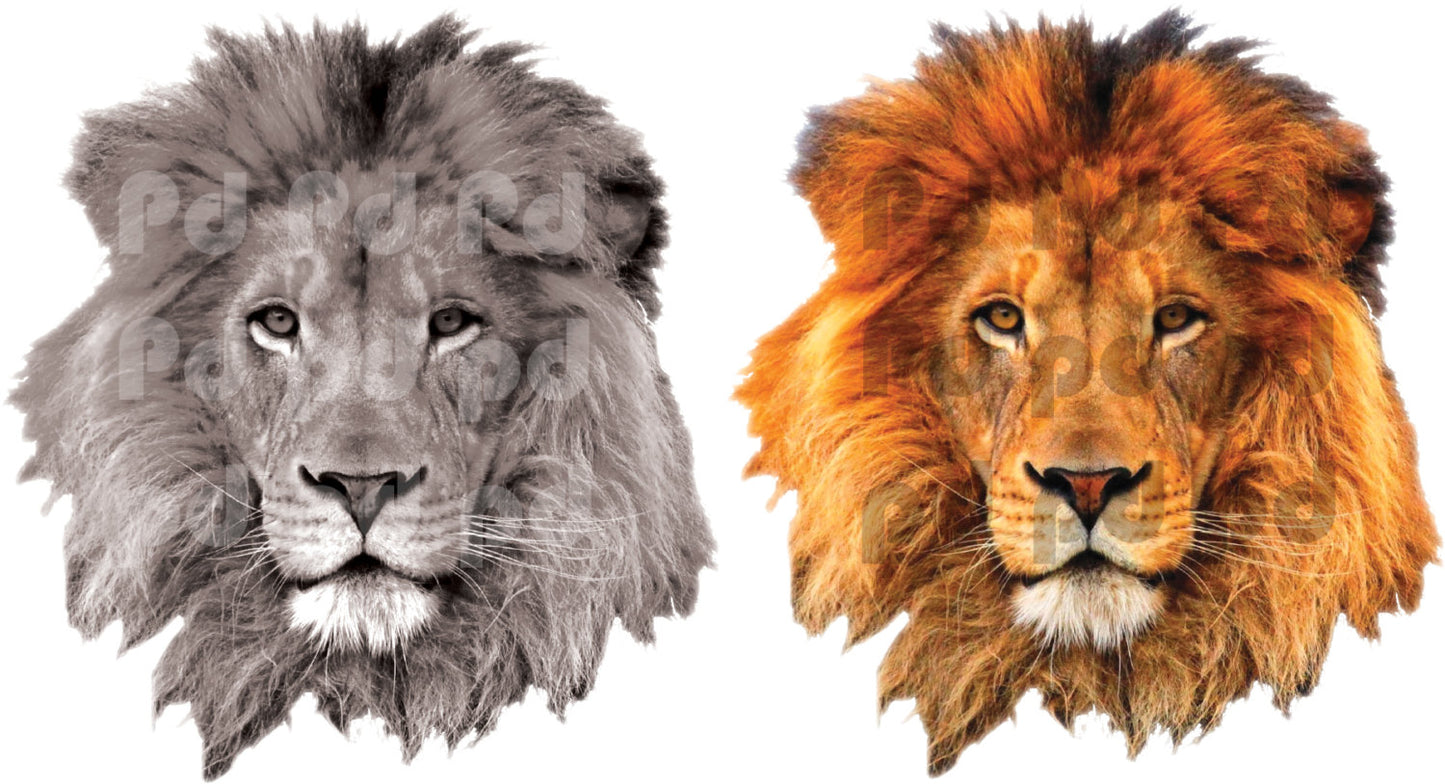 Lion Head Wall Decal Wild Animal Wall Decor Mural Sticker Bedroom Color Apartment Wall Art, b91